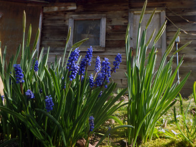 Just Outside The Bunkhouse Door