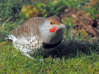 Northern Flicker