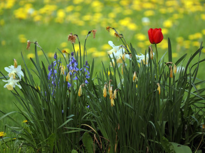 Phases of Spring