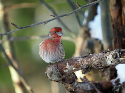 Little Red Bird