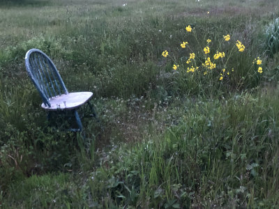 Mustard Weed Twilight