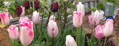 Tulip Panorama