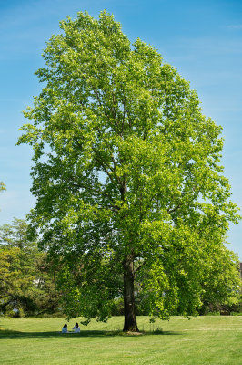 _Z622375.jpg