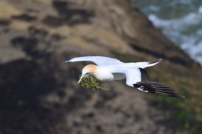 Wildlife
