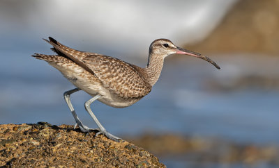 Whimbrel