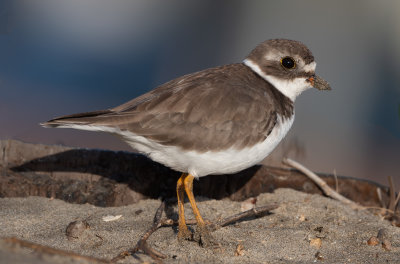 semi-palmated plover