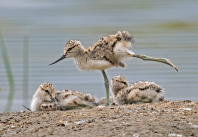 avocet chicks