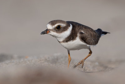 semi palmated plover