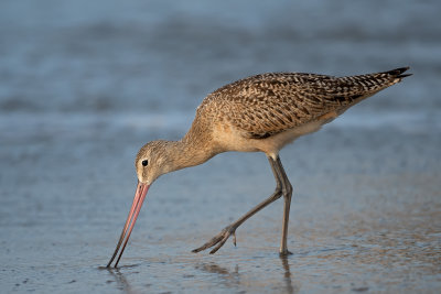 marbled godwit