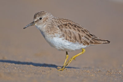 Least sandpiper