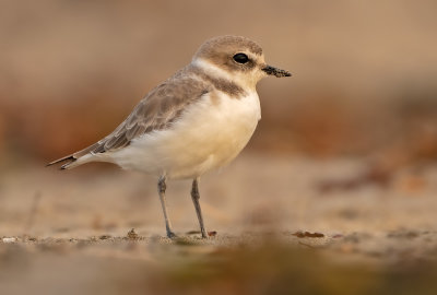 snowy plover