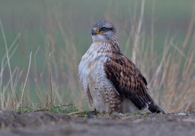 ferruginous hawk