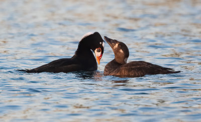 surf scoters courting