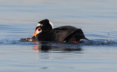 Surf scoters mating (if you didn't understand what you was looking at)