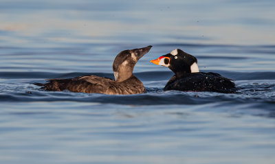 Surf Scoters courting