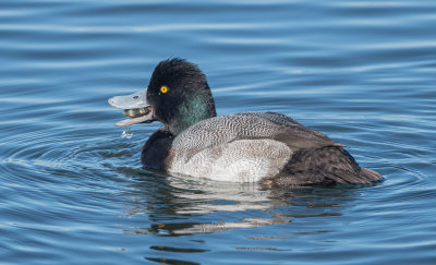 Lesser Scaup