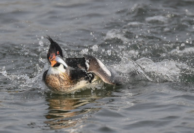 merganser (drake)