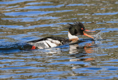 merganser (fish)