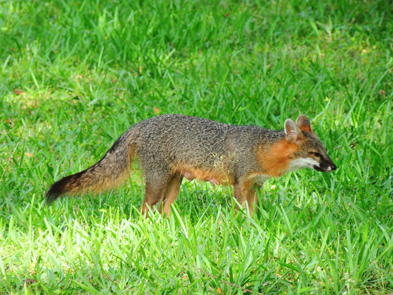 Grey fox mama