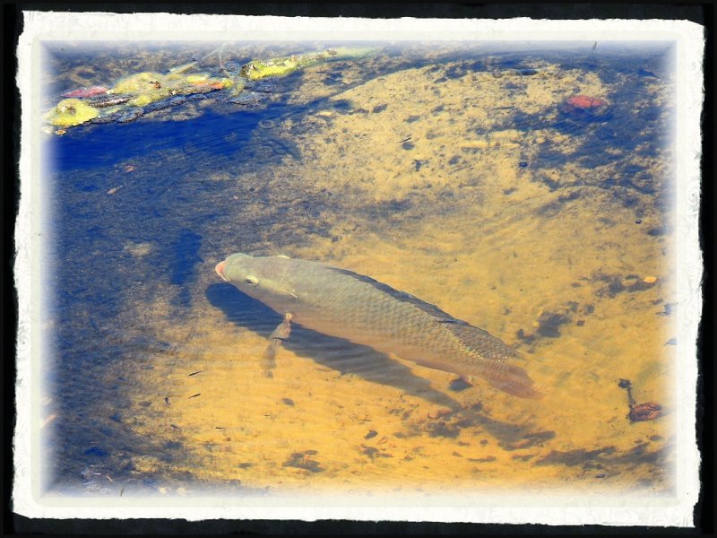 Freshwater fish Tilapia