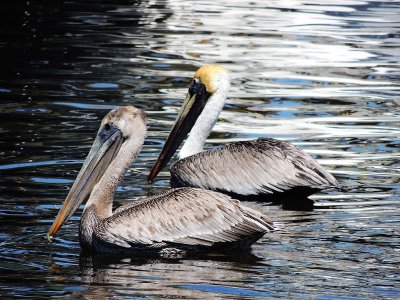 Brown pelican