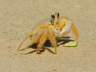 Ghost Crab (Sand Crab)