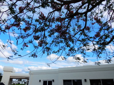 Royal Poinciana