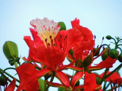 Royal Poinciana