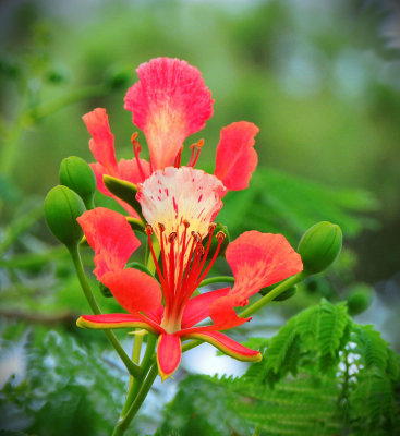 Royal Poinciana