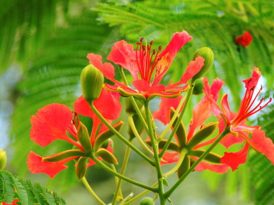 Royal Poinciana