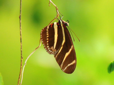 Zebra Heliconian