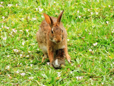 Eastern Cottontail & Kit