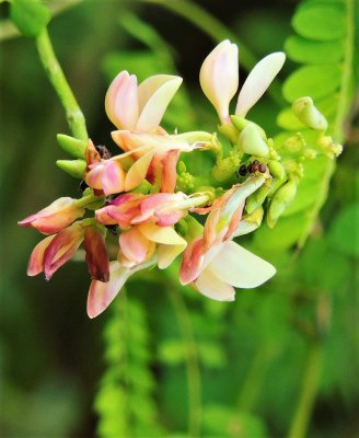 Rosary pea flower