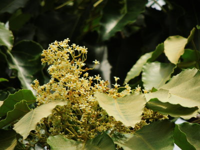 Candlenut Tree Flower