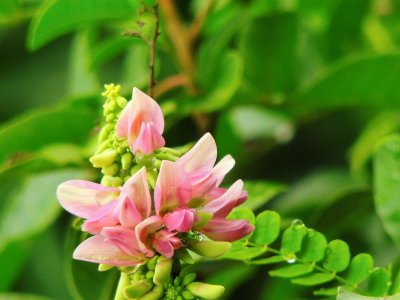 Rosary pea Flower