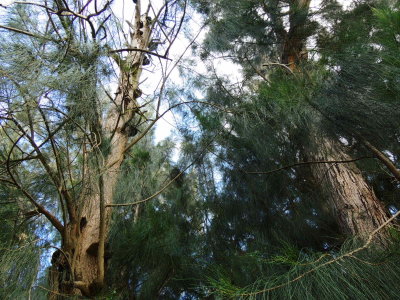 Australian pine/Little Jungle