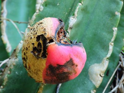 Cereus Cactus Fruit & Fly