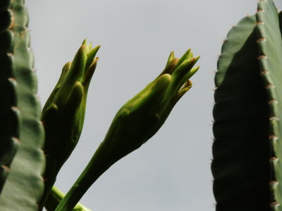 Cereus Cactus & Flowers