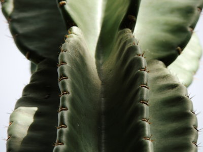Cereus Cactus close-up