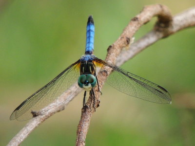 Blue Dasher, male
