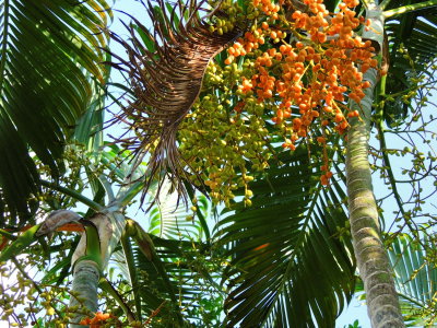 Areca Palm Fruits