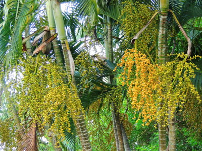Areca Palm fruits