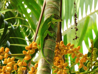 Knight Anole & Areca Palm Fruit