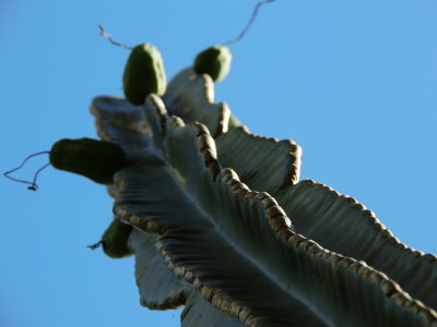 Cereus Cactus close up