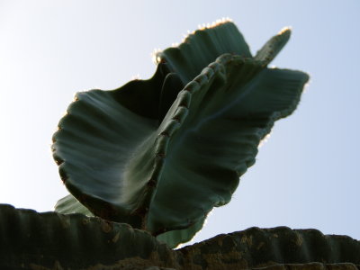 Cereus Cactus close up