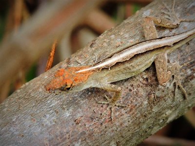 Brown Anole Female