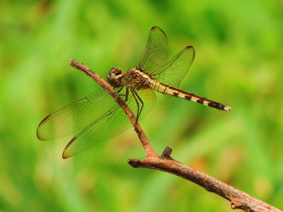 Bend-winged Dragonlet, female