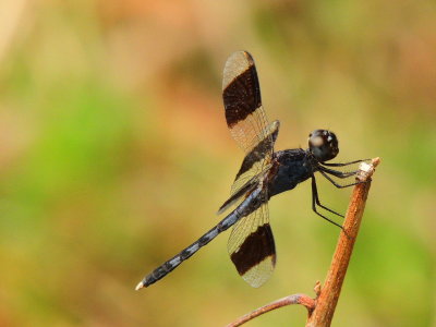 Bend-winged Dragonlet, male