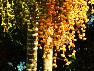Areca Palm Fruits & Cobweb