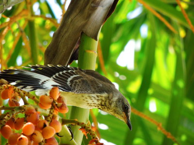 Northern Mockingbird/ Areca Palm Fruits